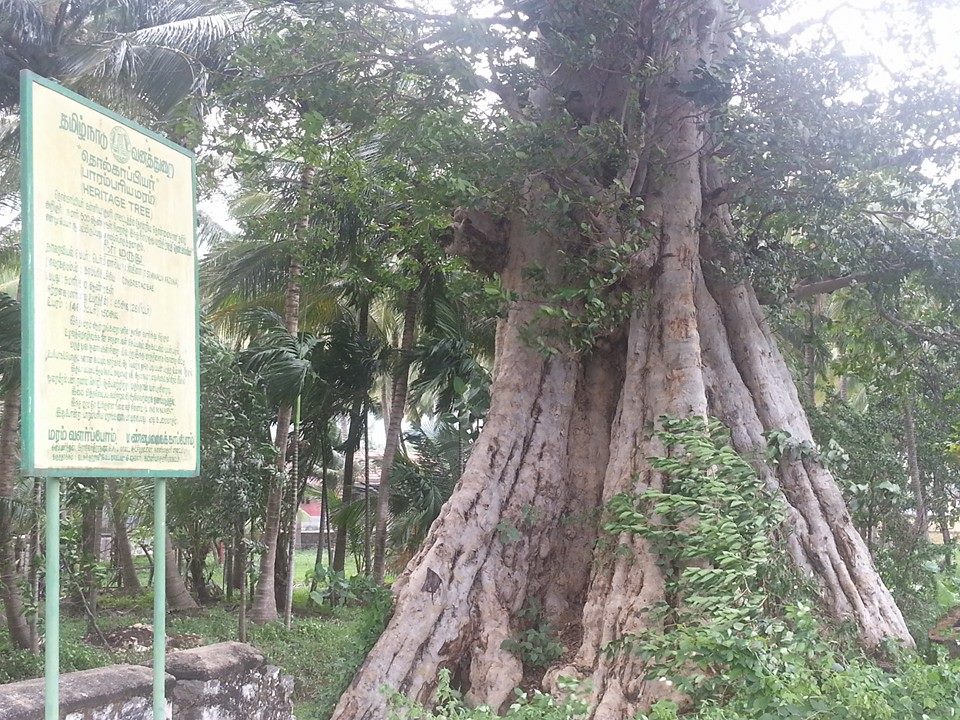 500 year old tree in Keeriparai Forest, Nagercoil