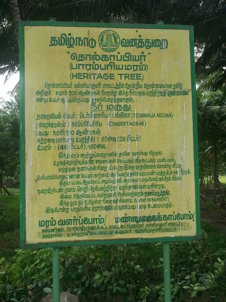 Neer Marudhu 500 year old tree in Keeriparai Forest, Nagercoil